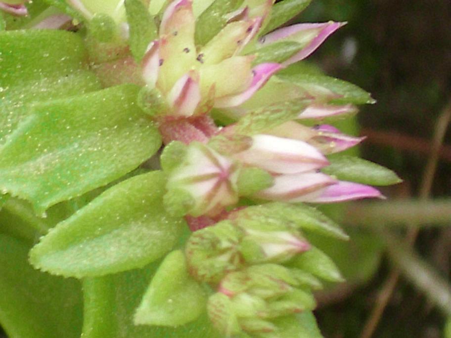 Phedimus stellatus